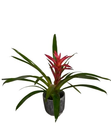Bromeliad Plant