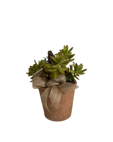 Succulent Garden Plant