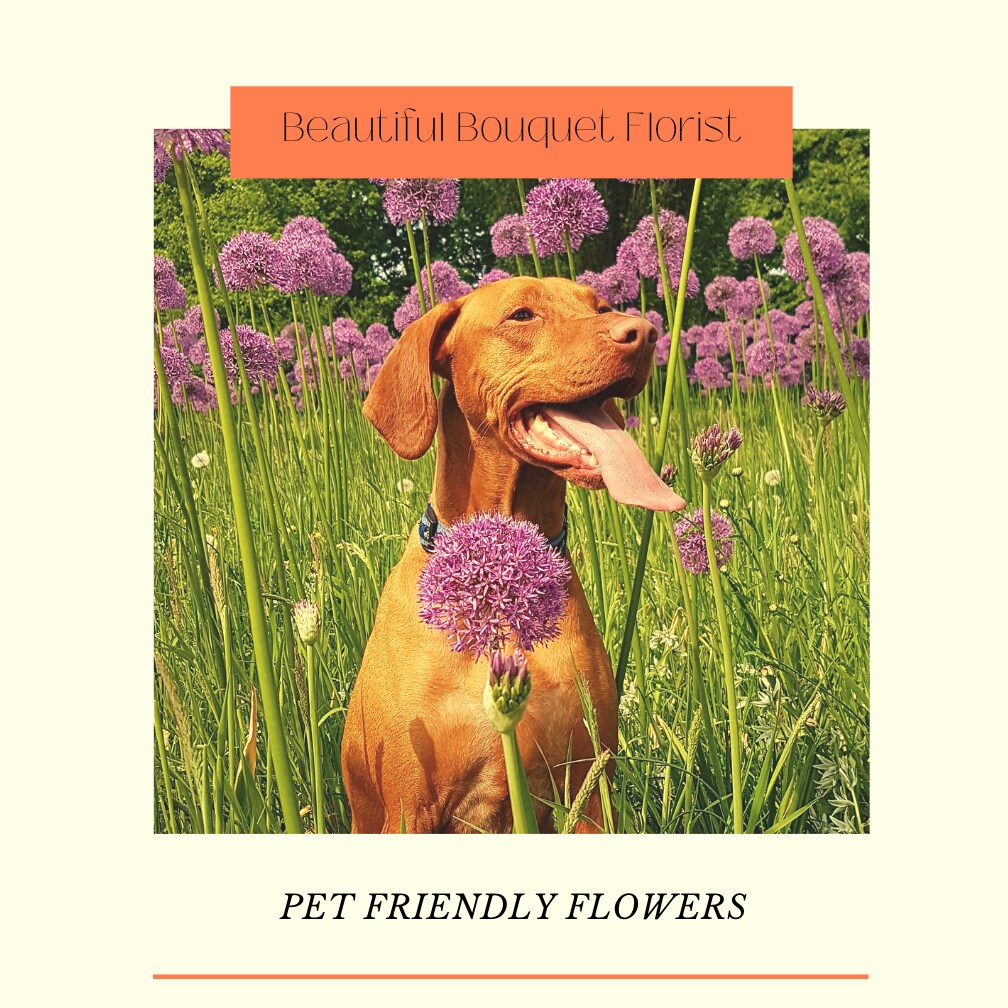 Pet Friendly Flowers