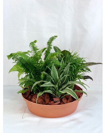 Dish Garden