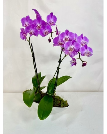 Island Orchids Flower Arrangement