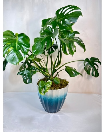 Large Monstera Plant
