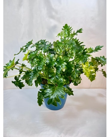 Large Philodendron Plant Plant