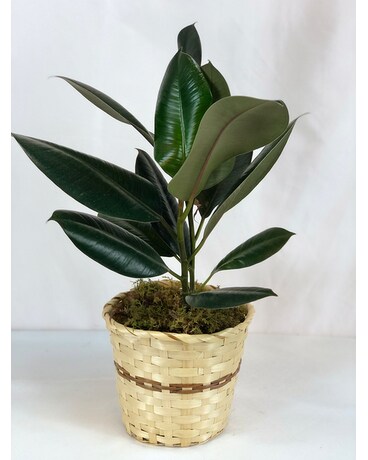 Green Queen Flower Arrangement