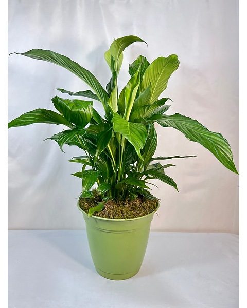 peace lily indoor or outdoor Peace Lily
