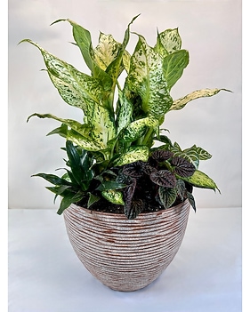 Indoor Plant Delivery Henderson NV - Local Florist