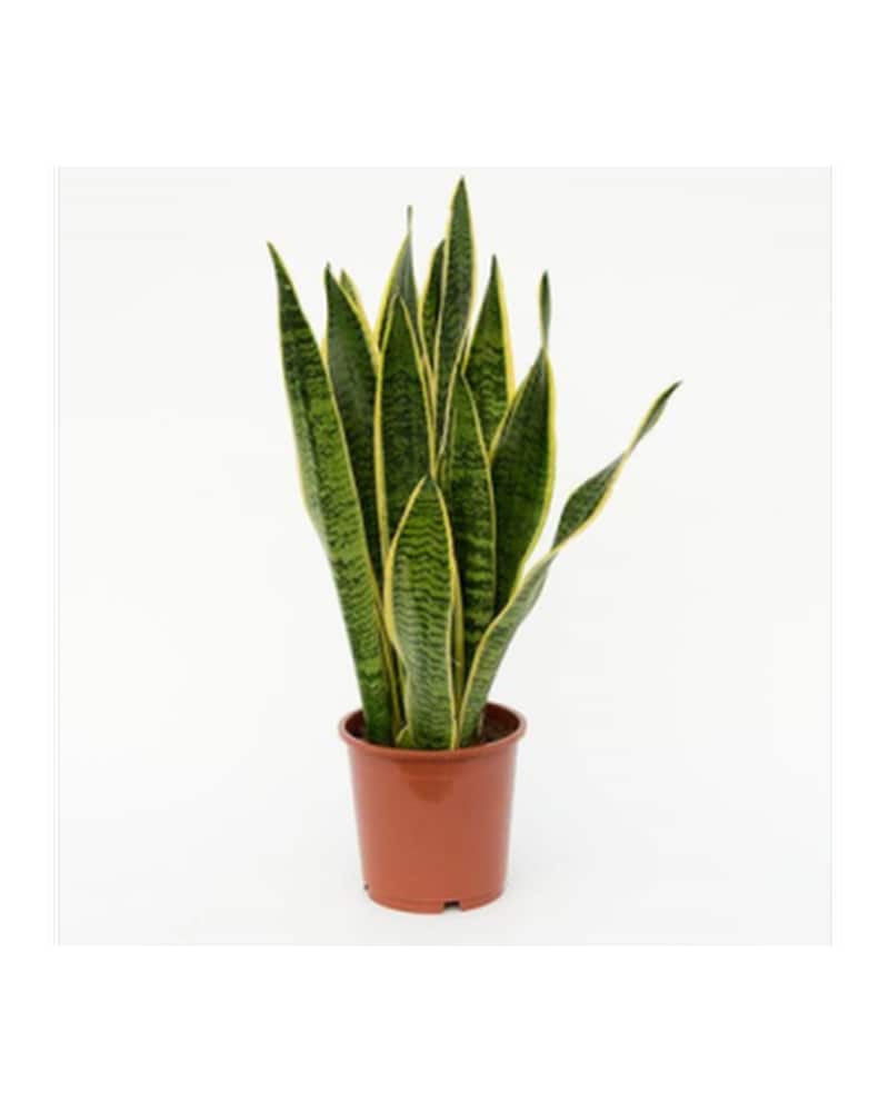 Snake Plant in Milford CT - Beachwood Florist