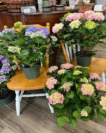 Hydrangea Plant