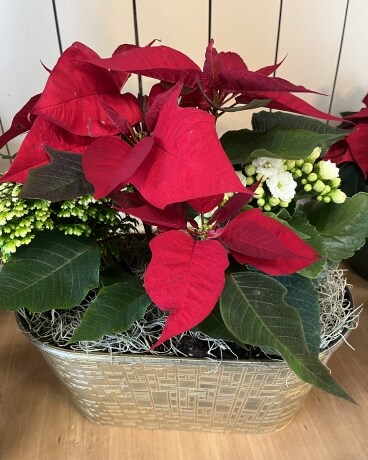 Holiday Plant Basket Flower Arrangement