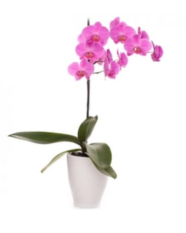 Purple Orchid Plant