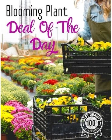 Blooming Deal of The Day Plant