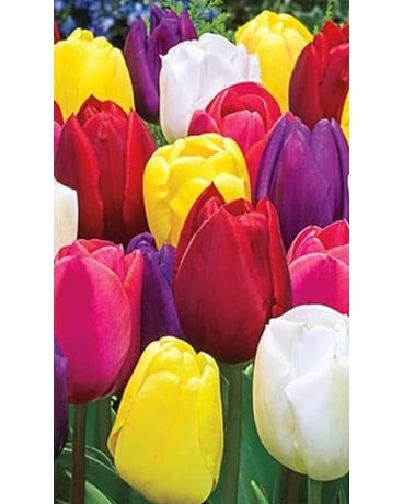 One Dozen Mixed Colored Tulips Flower Arrangement