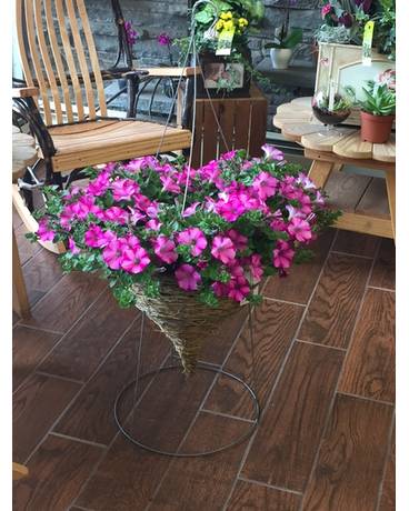 Cone Hanging Basket Plant