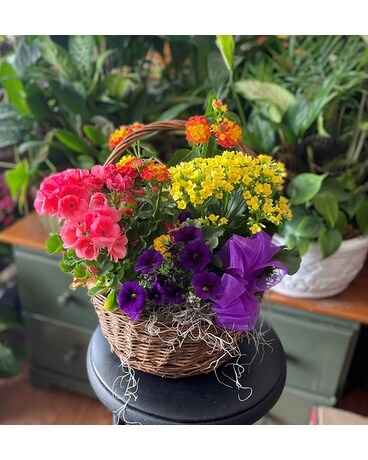 Garden Blooms Basket Plant