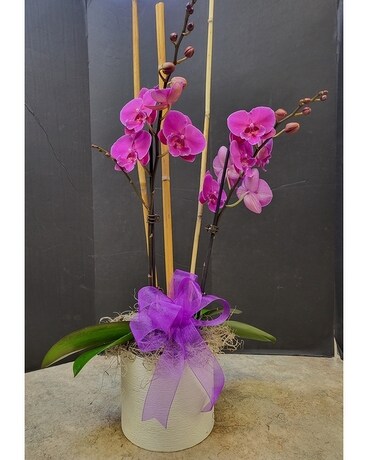 Lavender Phalaenopsis Orchid Plant