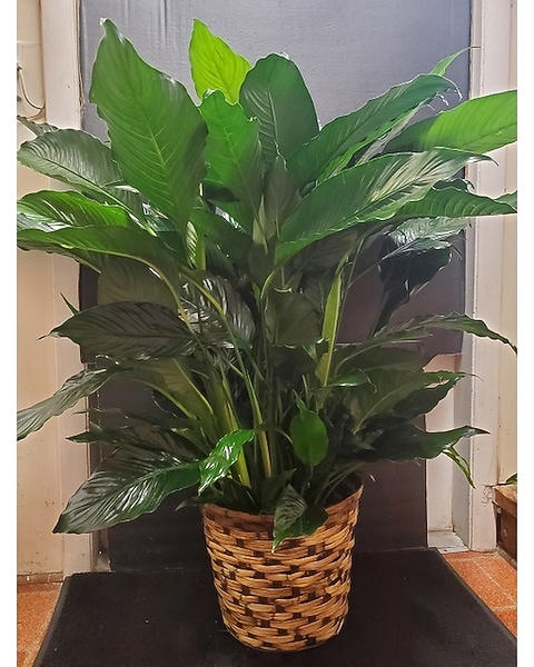 Peace Lily