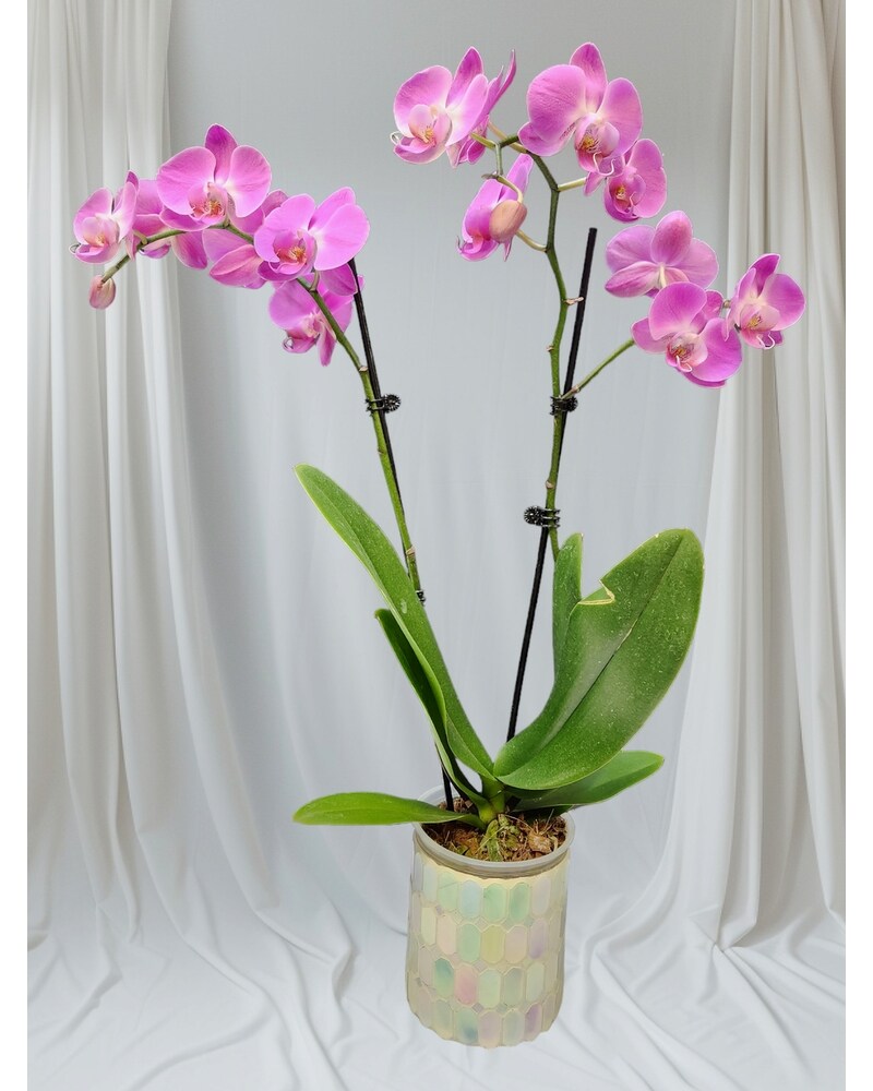 Lavender Phalaenopsis Orchid in Newburgh NY - Foti Flowers at