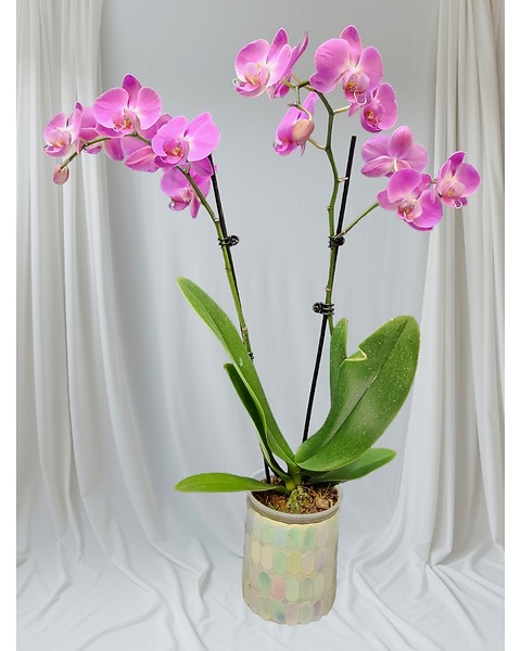 Lavender Phalaenopsis Orchid