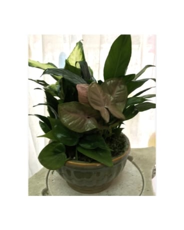 8'' Ceramic Dish Garden Flower Arrangement