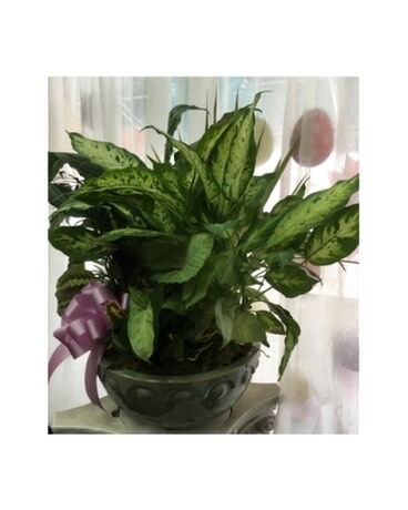 14'' Ceramic Dish Garden Flower Arrangement