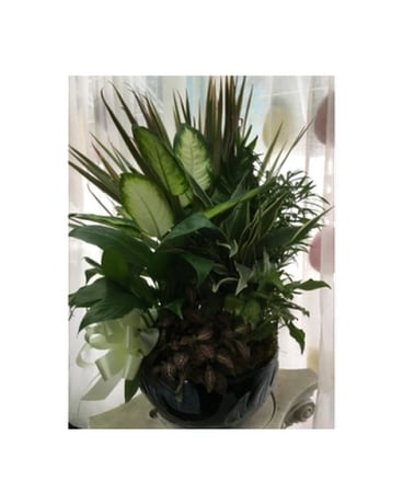 12'' Dish Garden Flower Arrangement