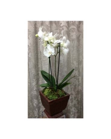 Orchid Plant in Ceramic Base Flower Arrangement