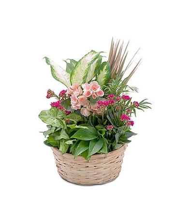 Lush Dish Garden Flower Arrangement