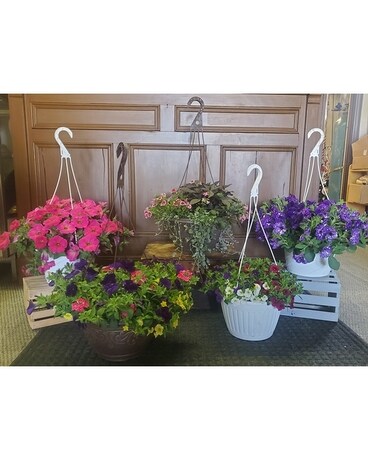 Hanging Basket Plant