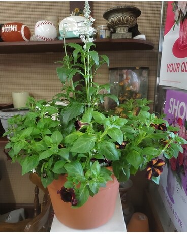 Hanging Basket Plant