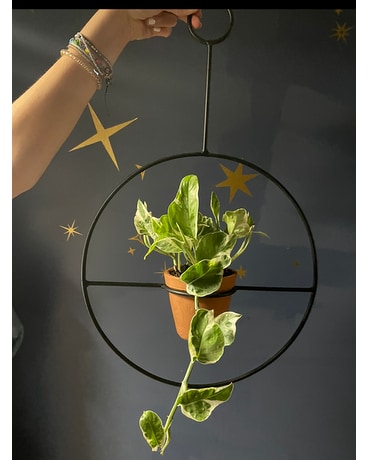Life and Love Plant Hanger Flower Arrangement