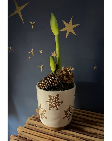 Seasonal Amaryllis Flower Arrangement