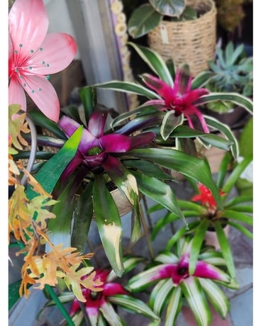 Bromeliads Flower Arrangement