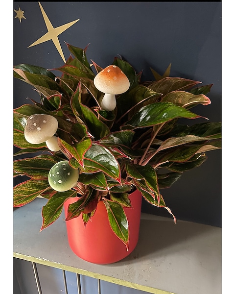 Red Aglaonema Floor Plant in Pittsburgh PA - Mt Lebanon Floral Shop
