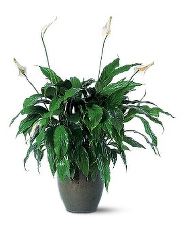 Spathiphyllum Plant Flower Arrangement