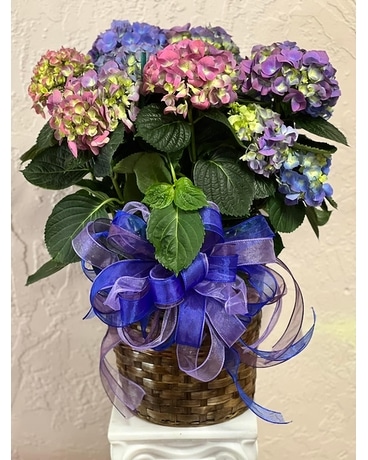 Hydrangea plant Plant