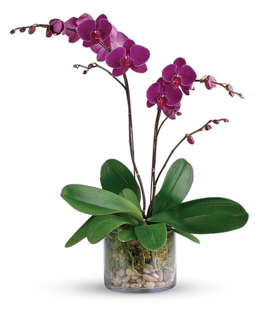 Glorious Gratitude Orchid Flower Arrangement