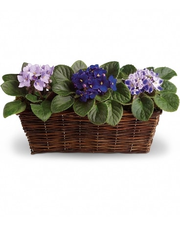 Sweet Violet Trio Flower Arrangement