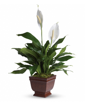 Teleflora's Lovely One Spathiphyllum Plant Flower Arrangement