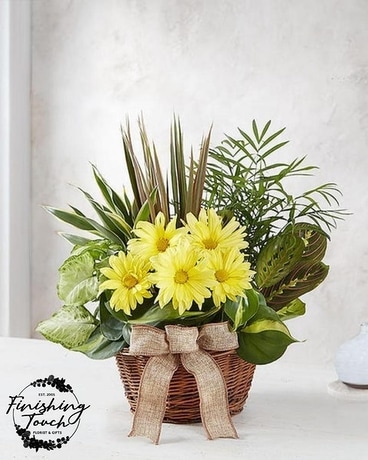 Dish Garden with Fresh Cut- Sympathy Plant