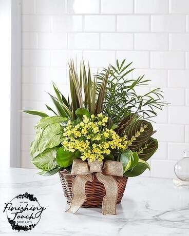 European Dish Garden-Sympathy Plant