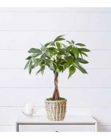 Money Tree-Sympathy Plant