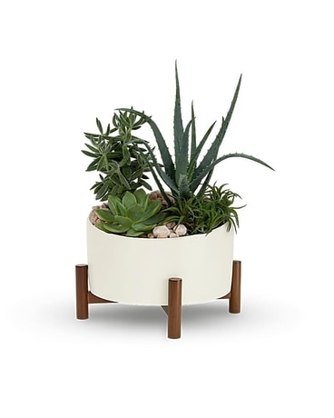 Teleflora's Desert Chic Garden - Sympathy Plant