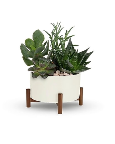 Teleflora's Mid-Century Garden-Sympathy Plant