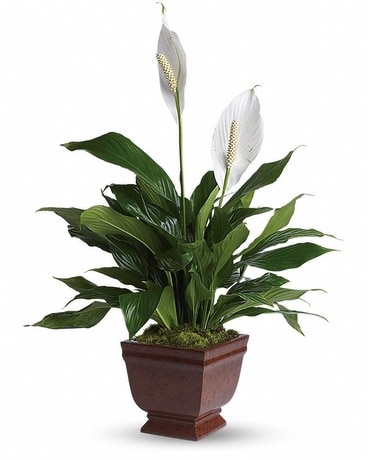 Teleflora's Lovely One Spathiphyllum Plant Plant