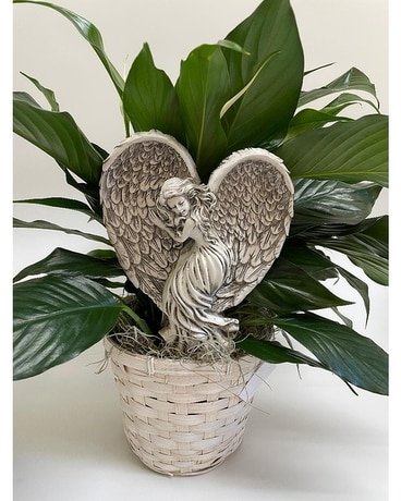 Small Peace Lily with Statue size,  inches height and  inches wide.