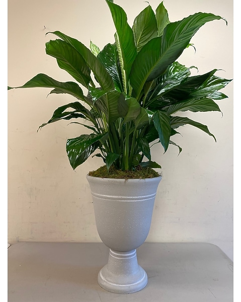 Premium Peace Lily in Planter in Fredericksburg VA - Finishing Touch  Florist & Gifts