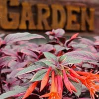 Greenhouse