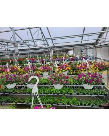 Hanging Baskets Custom product