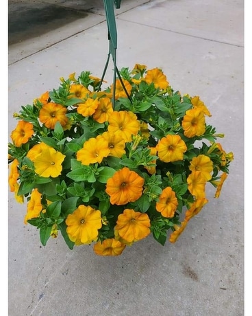 Assorted Hanging Basket Custom product