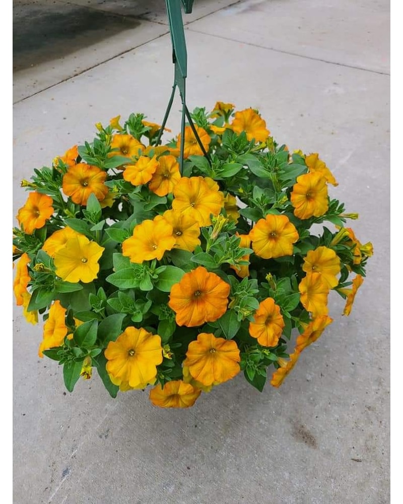 Plants Delivery Hartford WI - Black's Flower Shop